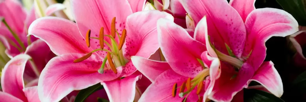 Discover the Beauty of Bulbs and Flowers in Your Garden