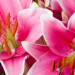 Discover the Beauty of Bulbs and Flowers in Your Garden