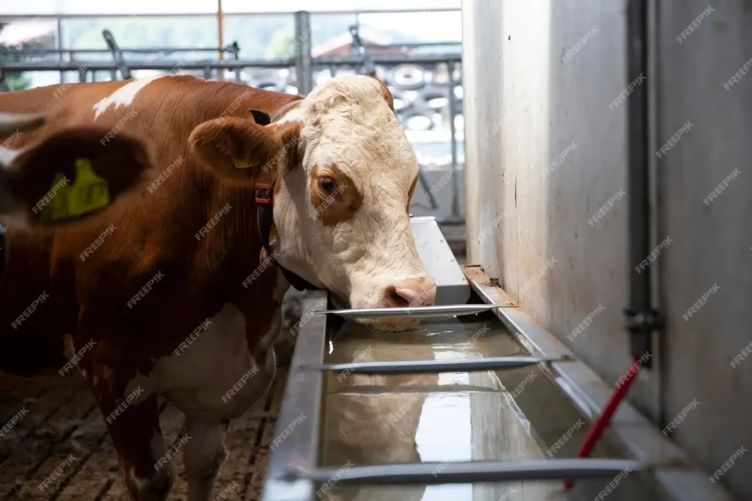 How to Create Effective Facilities for Cattle Processing
