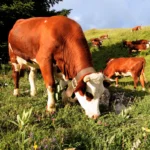 How to Create Effective Facilities for Cattle Processing