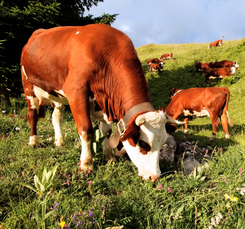 How to Create Effective Facilities for Cattle Processing