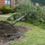 Understanding the Impact of Strong Winds on Tree Health and Safety 2