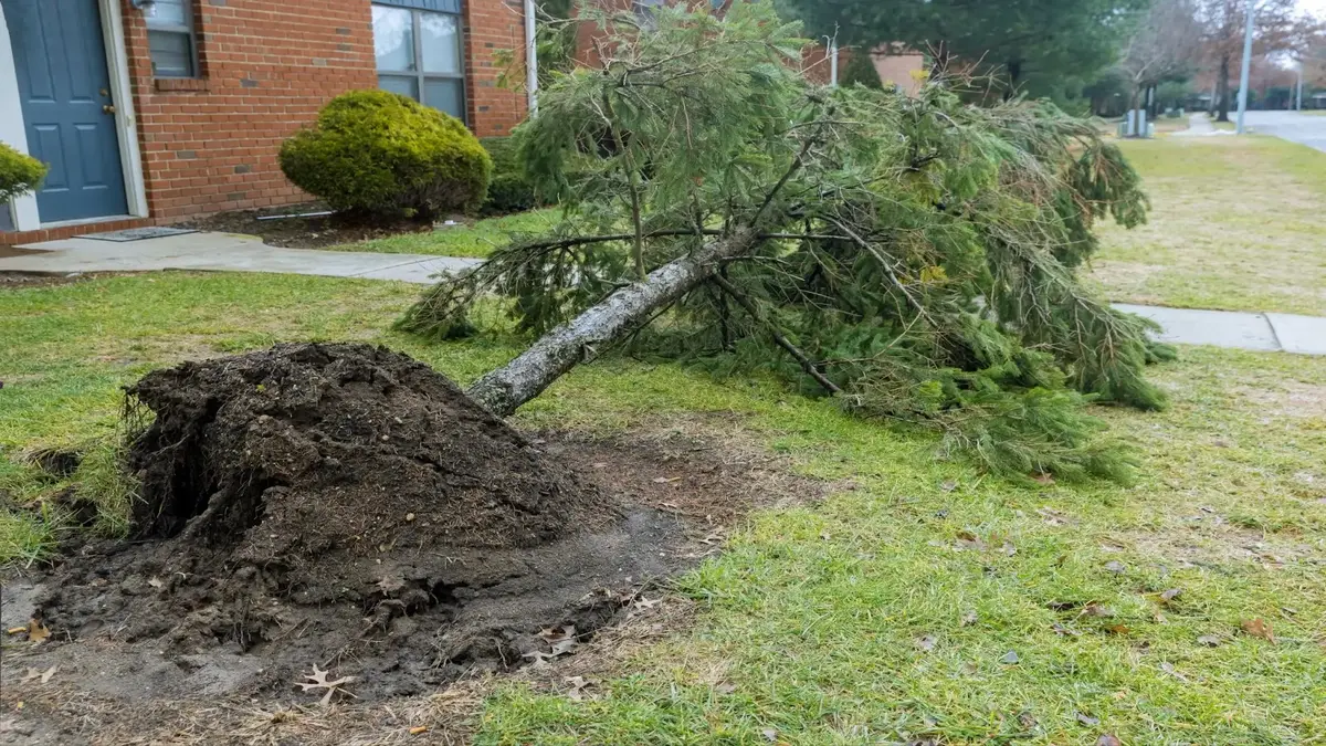 Understanding the Impact of Strong Winds on Tree Health and Safety 2